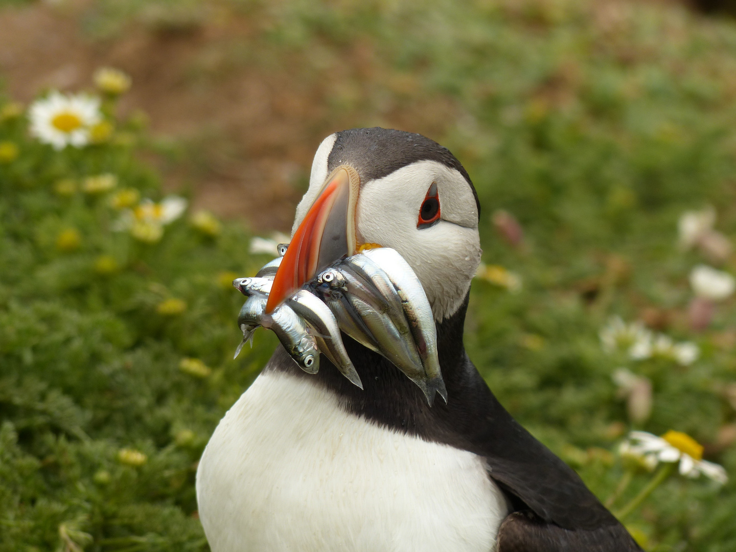 Papageientaucher