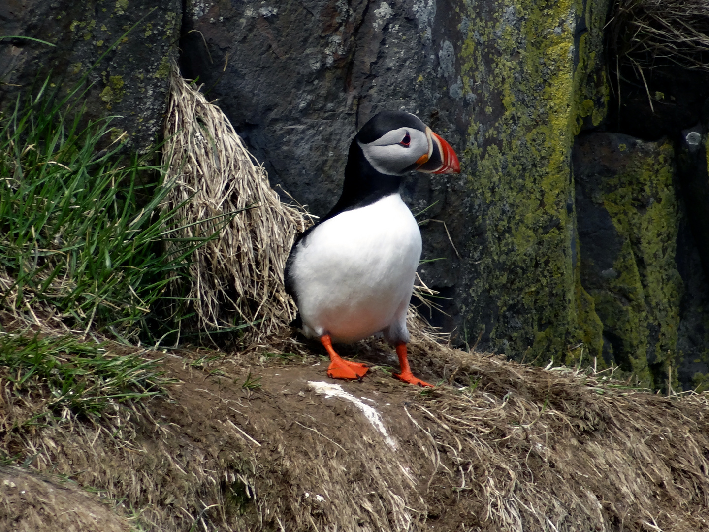 Papageientaucher