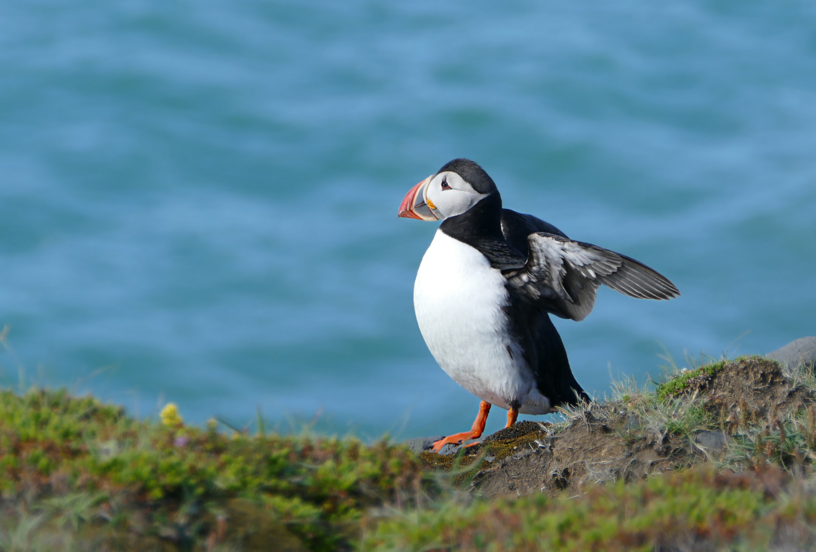 Papageientaucher