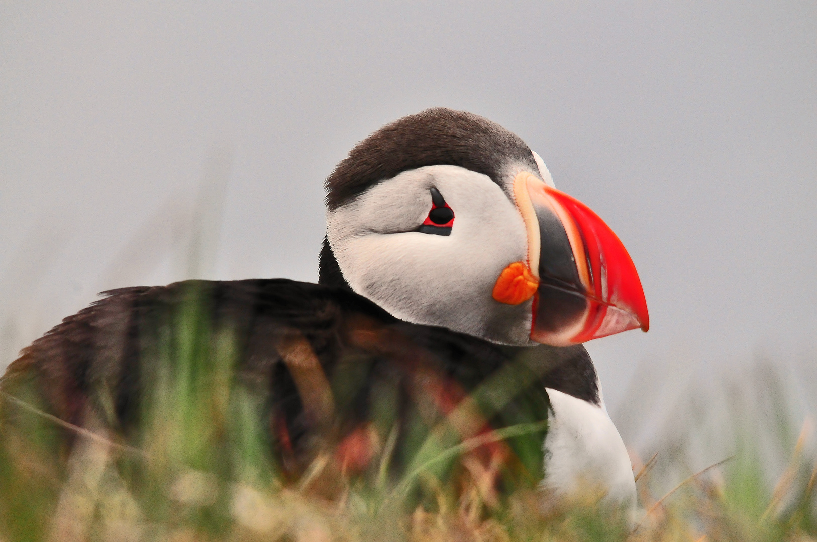 Papageientaucher am Felsen Látrabjarg in Island