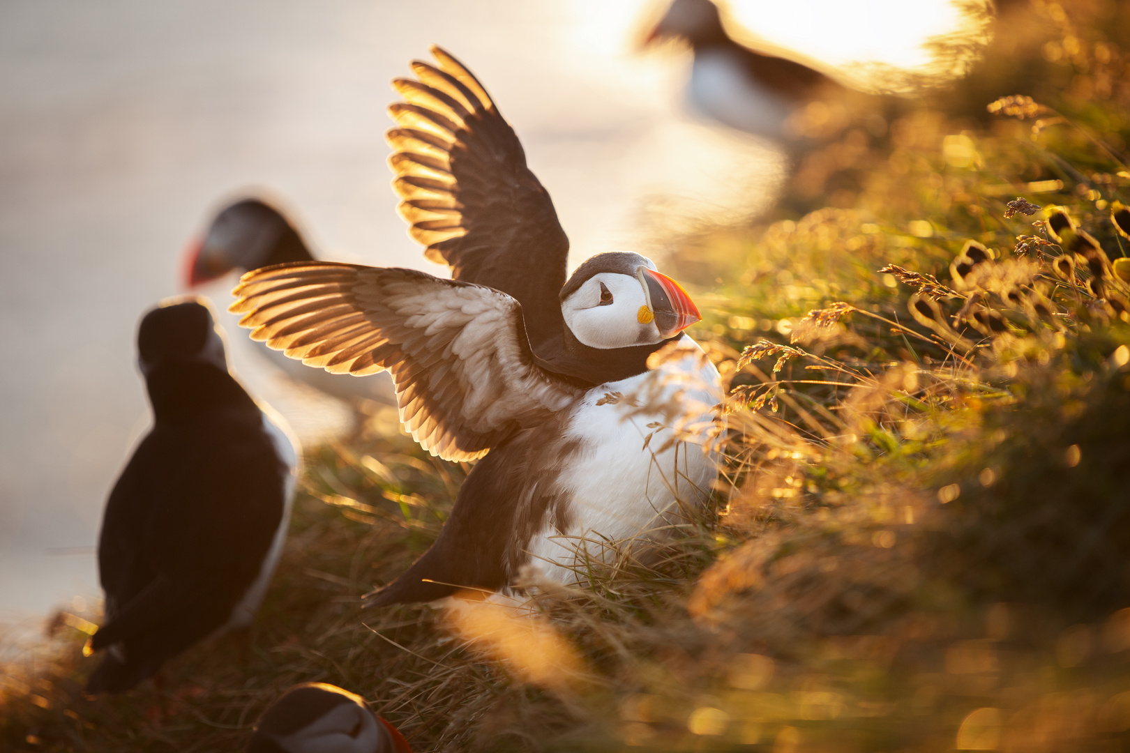 Papageientaucher am Latrabjarg