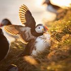 Papageientaucher am Latrabjarg