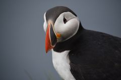 Papageientaucher am Latrabjarg