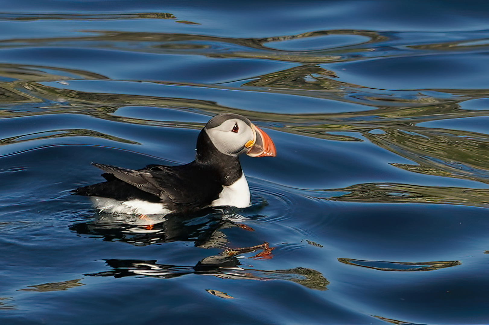 Papageientaucher am Nordkap