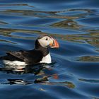 Papageientaucher am Nordkap