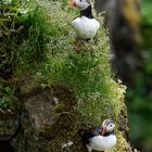 Papageientaucher auf Cap Dyrholaey