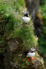 Papageientaucher auf Cap Dyrholaey