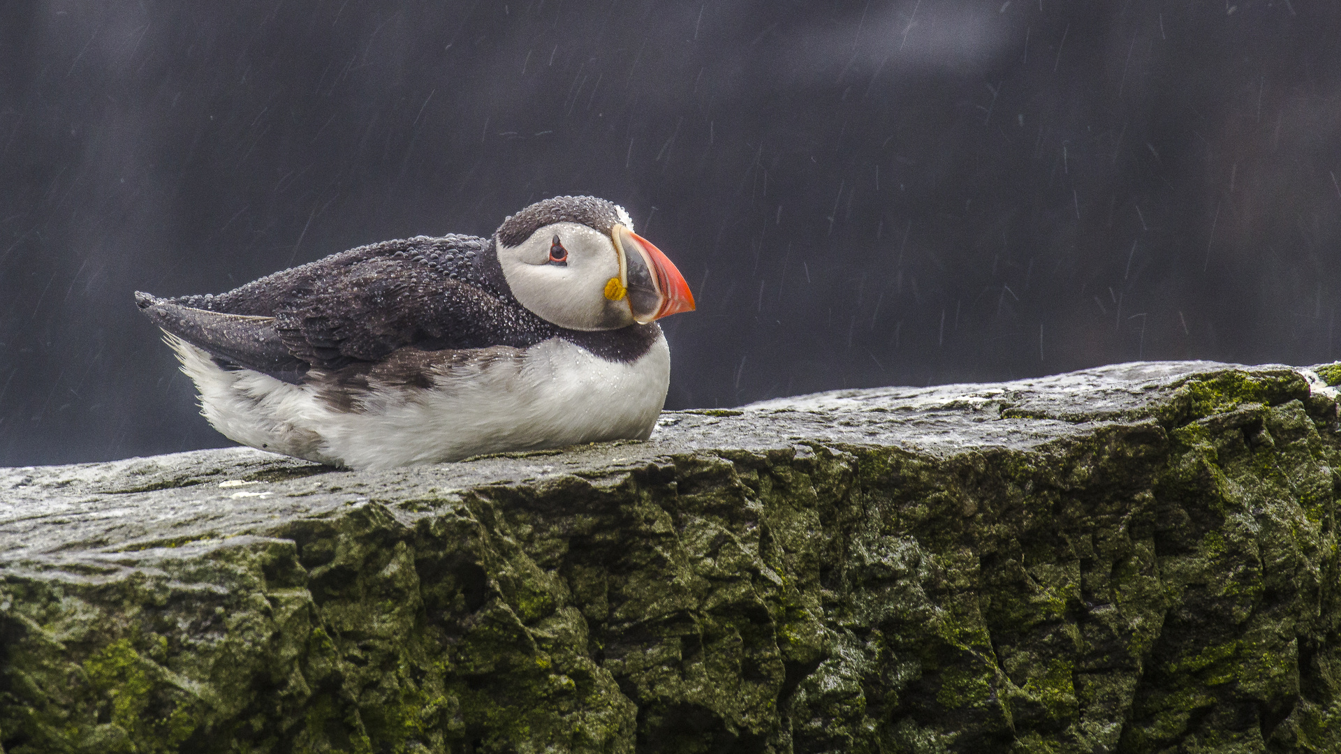 Papageientaucher auf den Skellig