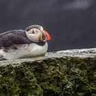 Papageientaucher auf den Skellig