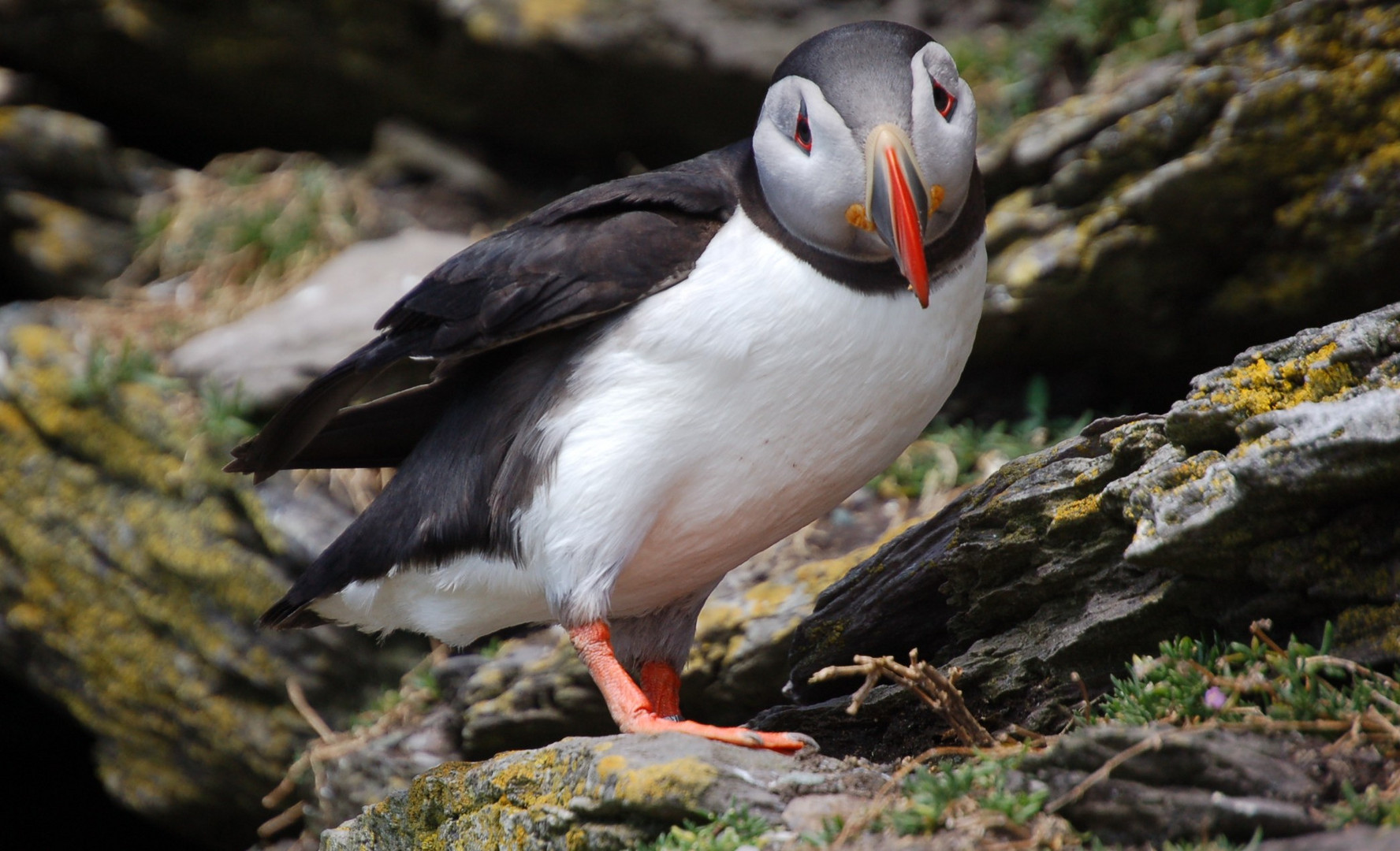 Papageientaucher auf den Skellig Michaels.