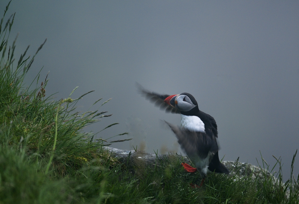 Papageientaucher auf der Insel Runde Norwegen im Juni 2013