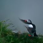 Papageientaucher auf der Insel Runde Norwegen im Juni 2013