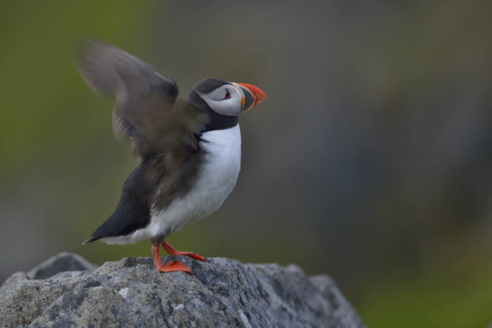 Papageientaucher auf der Insel Runde, Norwegen im Juni 2013