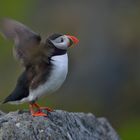 Papageientaucher auf der Insel Runde, Norwegen im Juni 2013