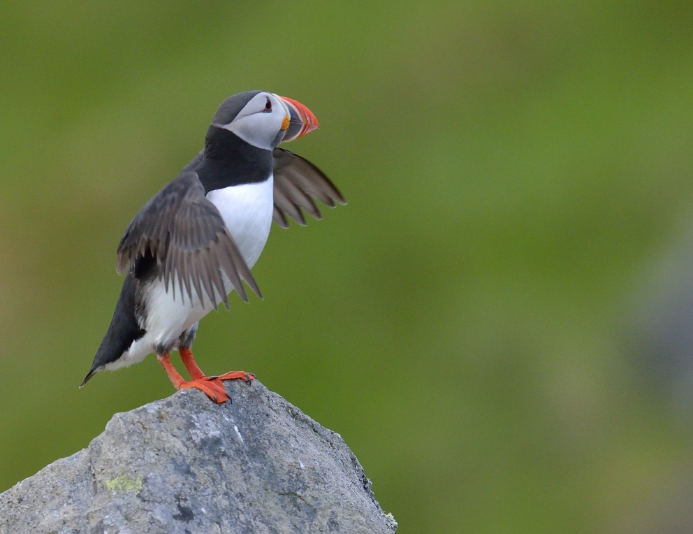 Papageientaucher auf der Insel Rundein Norwegen im Juni 2013