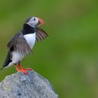 Papageientaucher auf der Insel Rundein Norwegen im Juni 2013