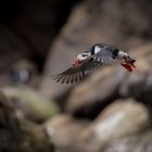 Papageientaucher auf Drangey 