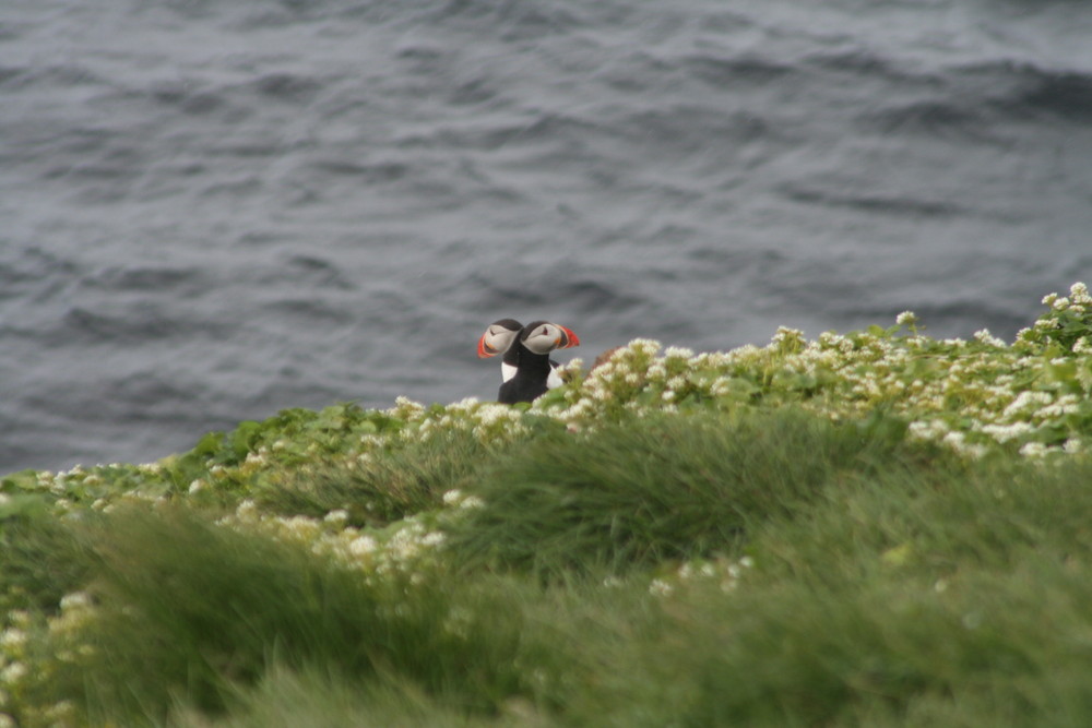 Papageientaucher auf Grimsey