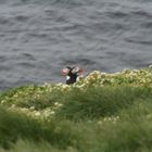 Papageientaucher auf Grimsey