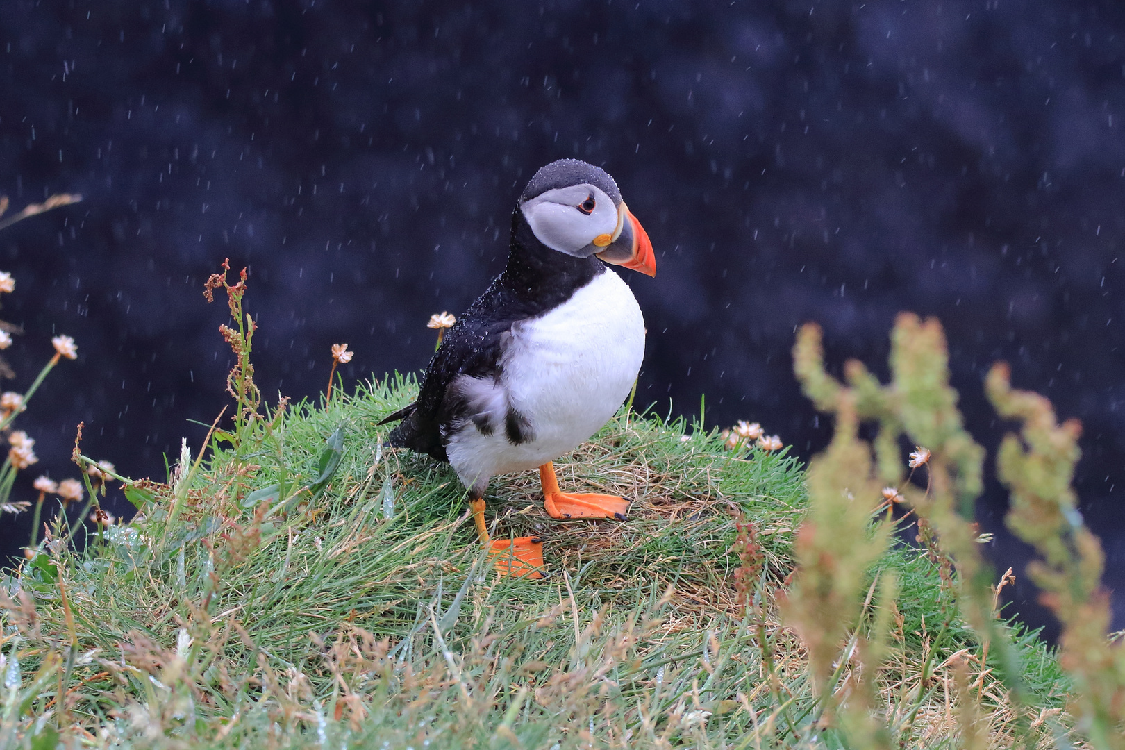 Papageientaucher auf Insel Staffa