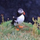 Papageientaucher auf Insel Staffa