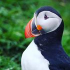 Papageientaucher auf Island 