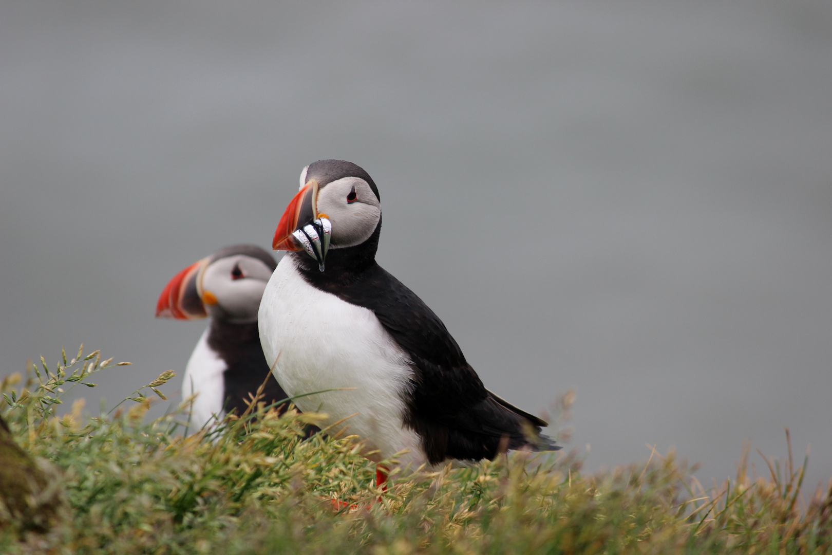 Papageientaucher auf Island