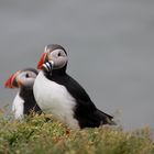 Papageientaucher auf Island