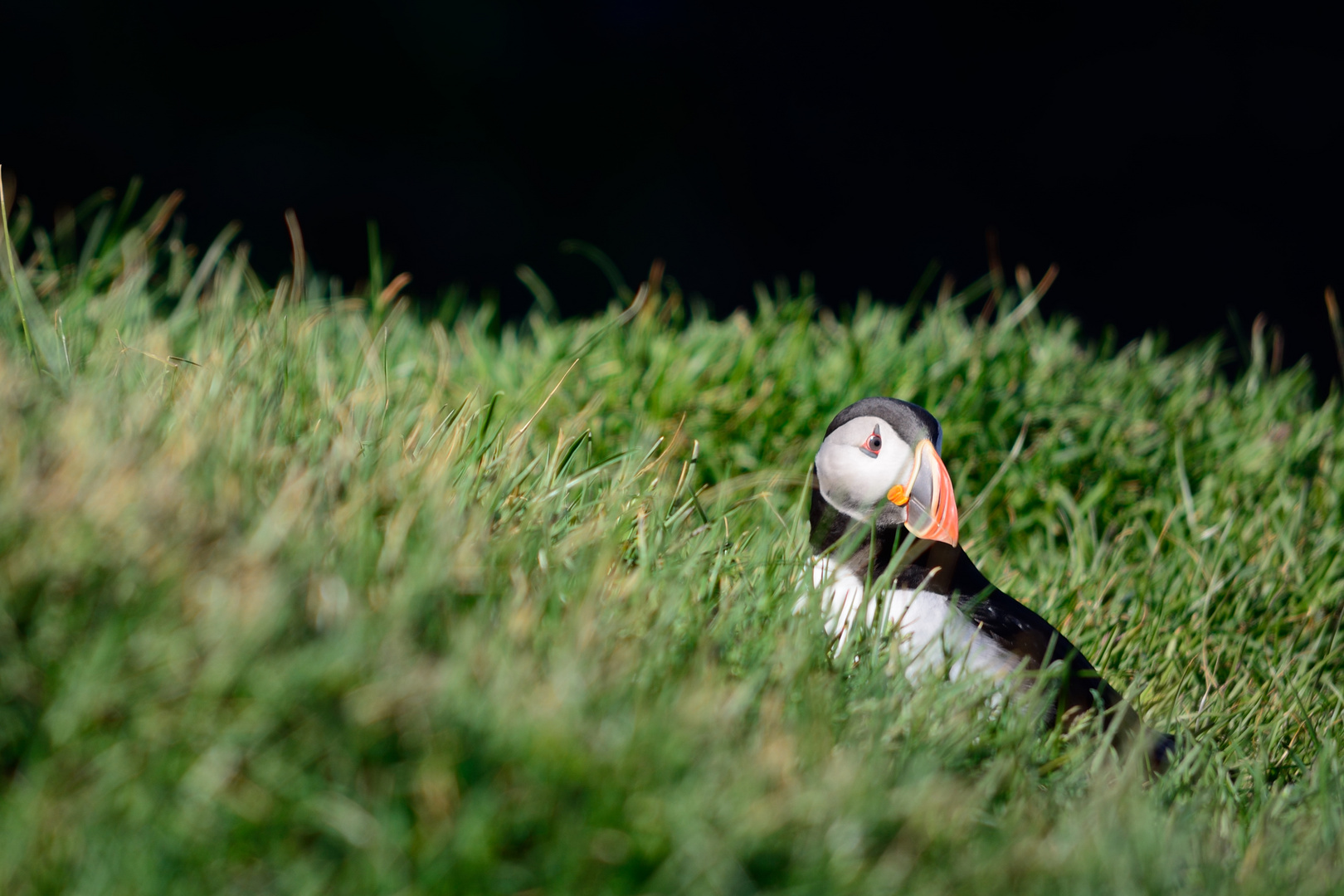 Papageientaucher auf Island