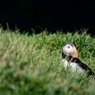 Papageientaucher auf Island