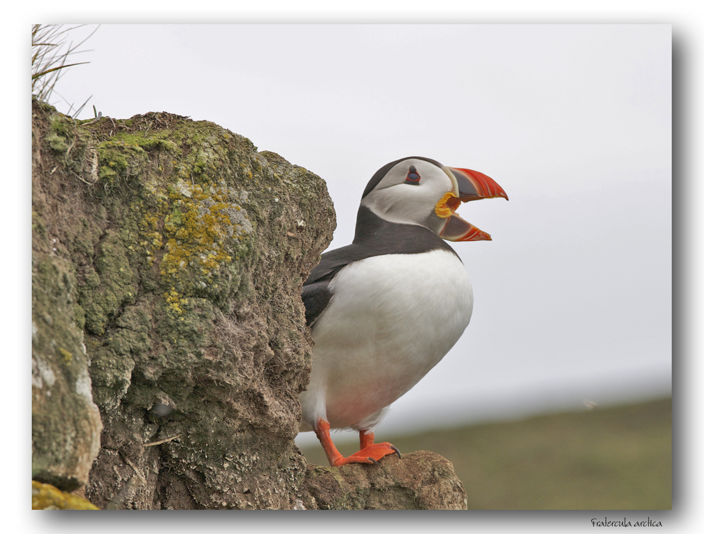 Papageientaucher auf Island