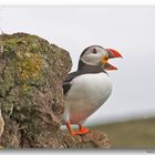 Papageientaucher auf Island