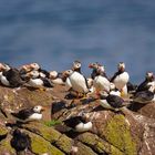 Papageientaucher auf Isle of May 