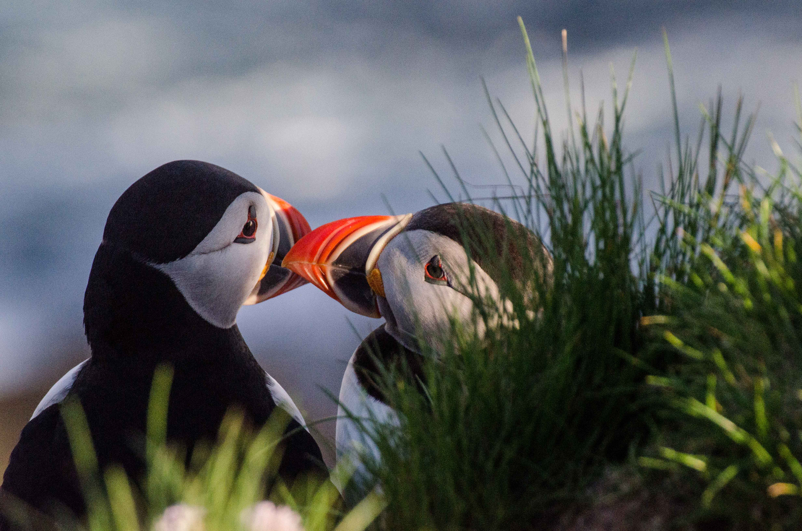 Papageientaucher auf Latrabjarg 2