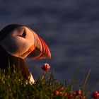 Papageientaucher auf Latrabjarg 3