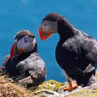 Papageientaucher auf Latrabjarg