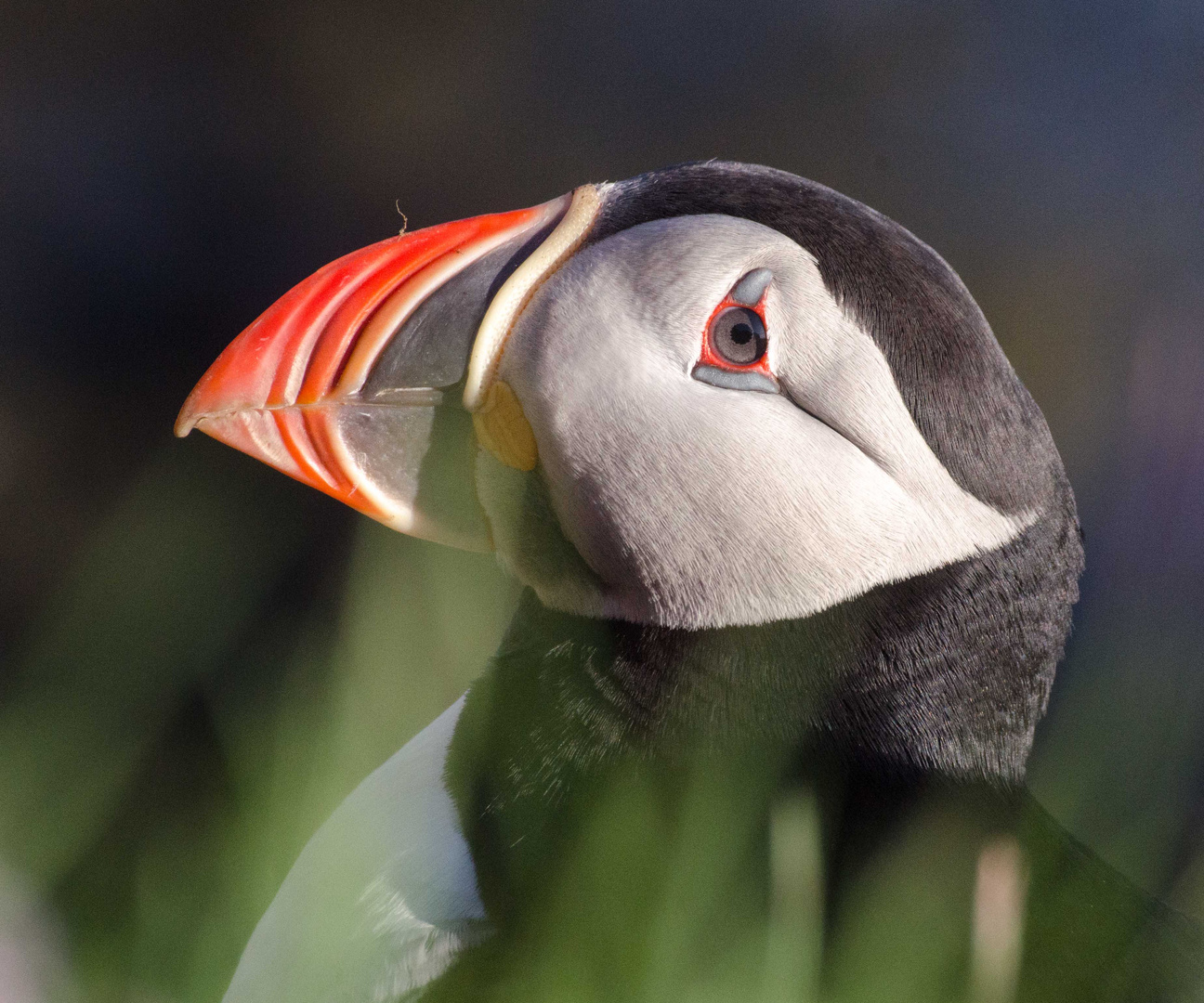 Papageientaucher auf Latrabjarg