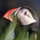 Papageientaucher auf Latrabjarg