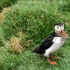 Papageientaucher auf Latrabjarg_Island