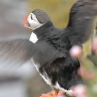 Papageientaucher auf Latrabjarg/Island [wildlife]