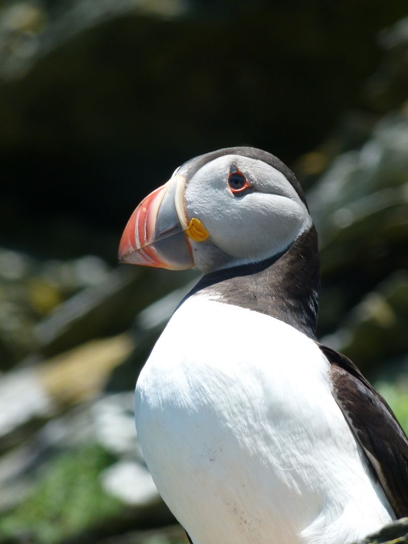 Papageientaucher auf Skellig Michel Irland