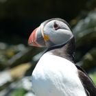 Papageientaucher auf Skellig Michel Irland