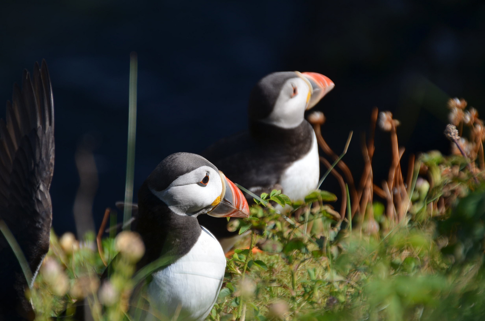 Papageientaucher auf Staffa