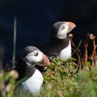 Papageientaucher auf Staffa