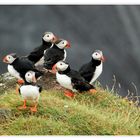 Papageientaucher bei Dyrhólaey, Island