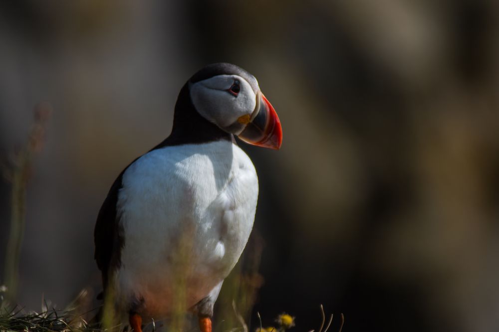 Papageientaucher bei Dyrholaey Island