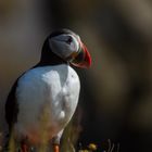 Papageientaucher bei Dyrholaey Island