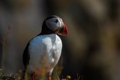 Papageientaucher bei Dyrholaey Island