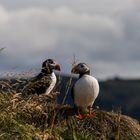 Papageientaucher bei Dyrholaey Island