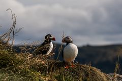 Papageientaucher bei Dyrholaey Island